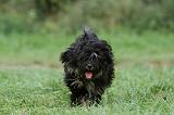 TERRIER DU TIBET 288